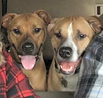 Photo of Red & Ryder