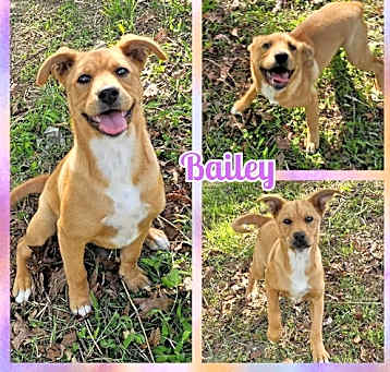 Photo of Bailey