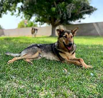 Photo of Maverick