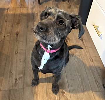 Photo of Luna