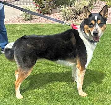 Photo of Scout