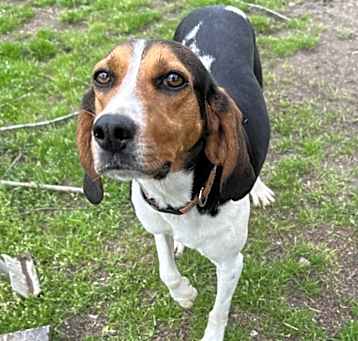Photo of Pippa