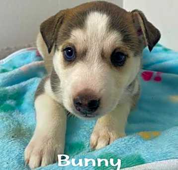 Photo of Bunny