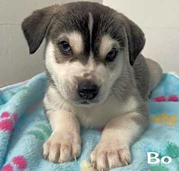 Photo of Bo