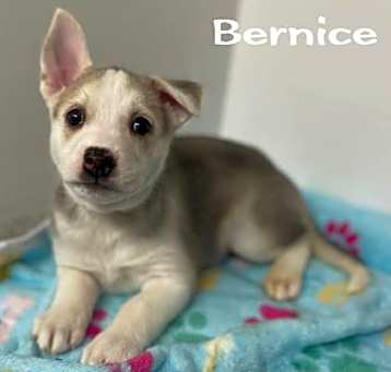 Photo of Bernice