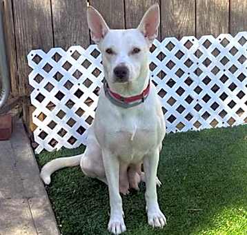 Photo of Blossom
