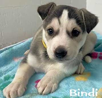 Photo of Bindi