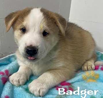 Photo of Badger