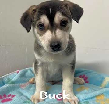 Photo of Buck