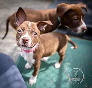 Photo of Smartie - 25067