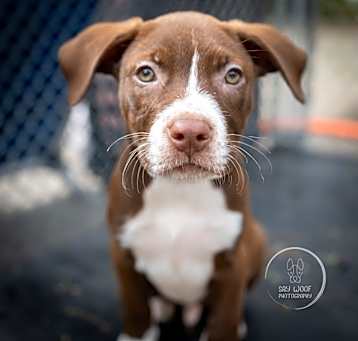Photo of Razzle - 25064