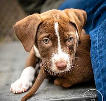 Photo of Skittles - 25066