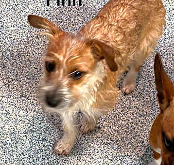 Photo of Finn