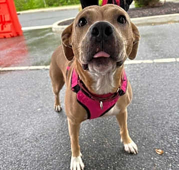 Photo of Goldie