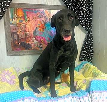 Photo of Luna