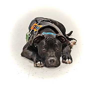 Photo of Baby Angus