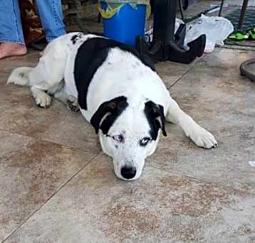 Photo of Zz Pongo~Courtesy