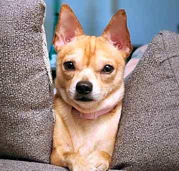 Photo of Winston