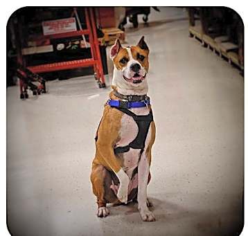 Photo of Louie