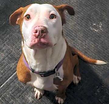 Photo of Zz Roxy - Courtesy