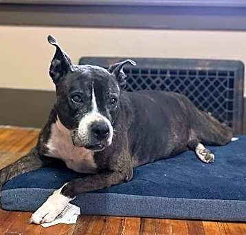 Photo of Zz Roxy~Courtesy