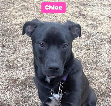 Photo of Chloe