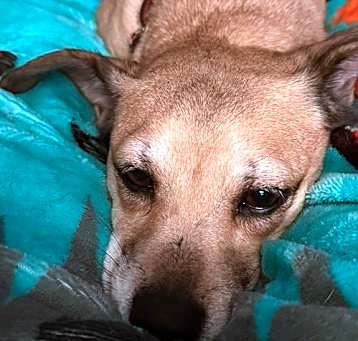 Photo of Cinnamon