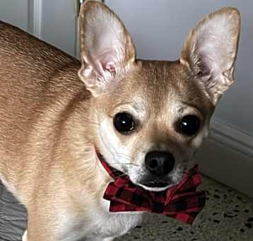 Photo of Grogu