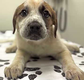 Photo of Shamrock