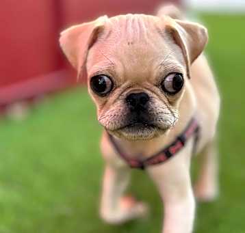 Photo of Squish