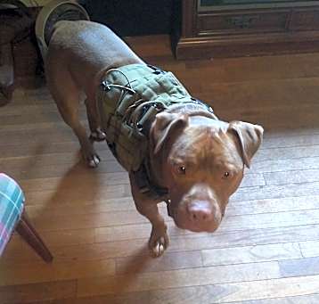 Photo of BUDDY