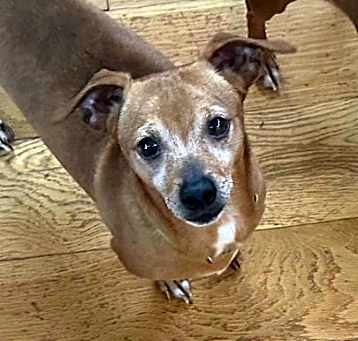 Photo of Honeybee MM