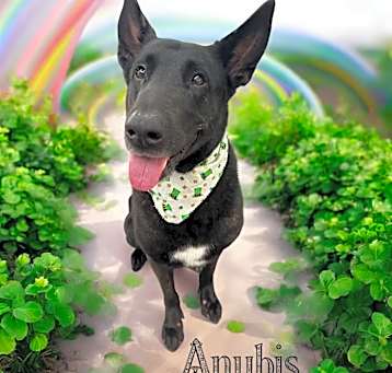 Photo of Anubis