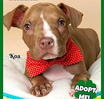 Photo of KOA (SPECIAL NEEDS)