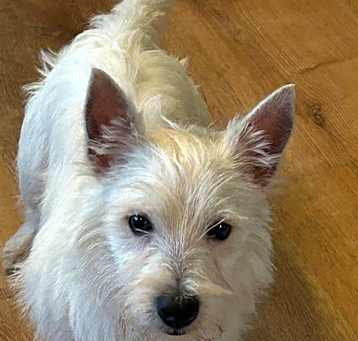 Photo of Winston