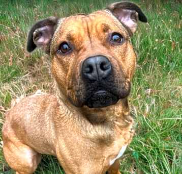 Photo of Roo