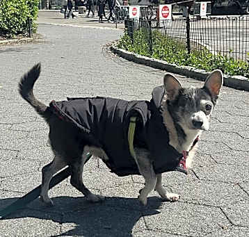 Photo of Chewy