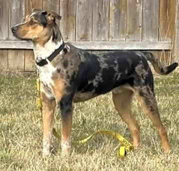 Photo of Scout - PA