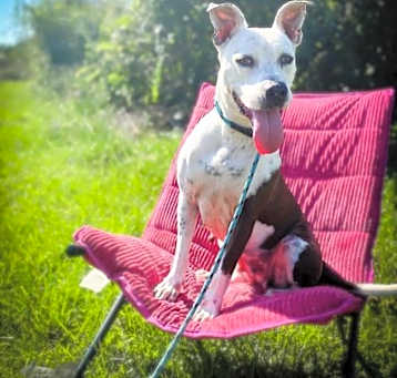 Photo of Sadie