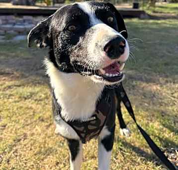 Photo of Milo