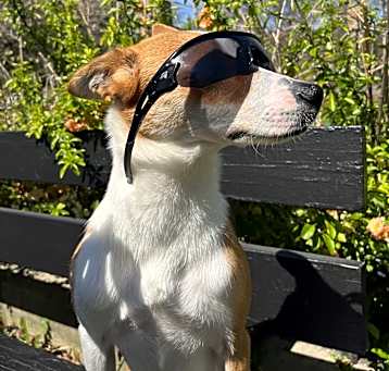 Photo of Dash