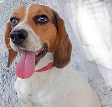 Photo of Daisy