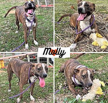 Photo of Molly