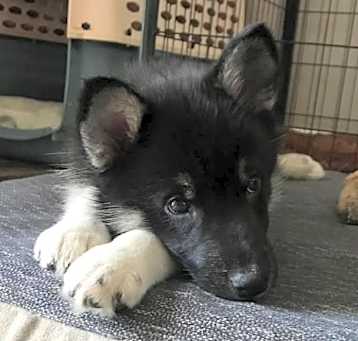 Photo of Tinkerbell