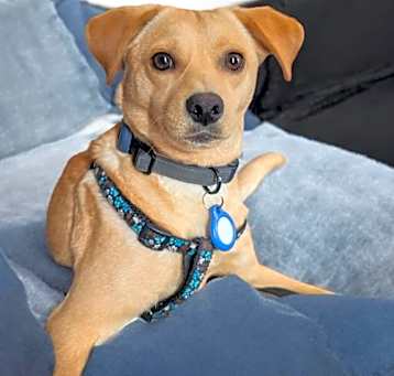 Photo of Romeo