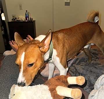 Photo of Benji