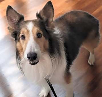 Photo of Trace