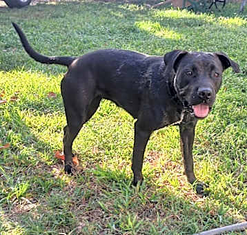Photo of Luna