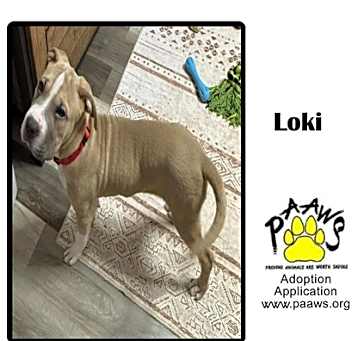 Photo of Loki