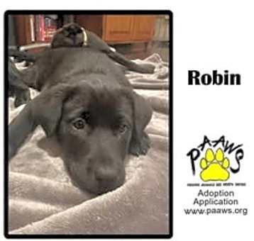 Photo of Robin